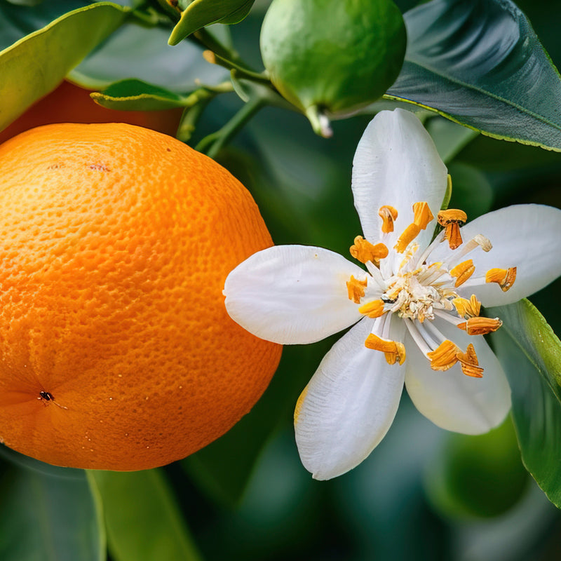 Orange blossom