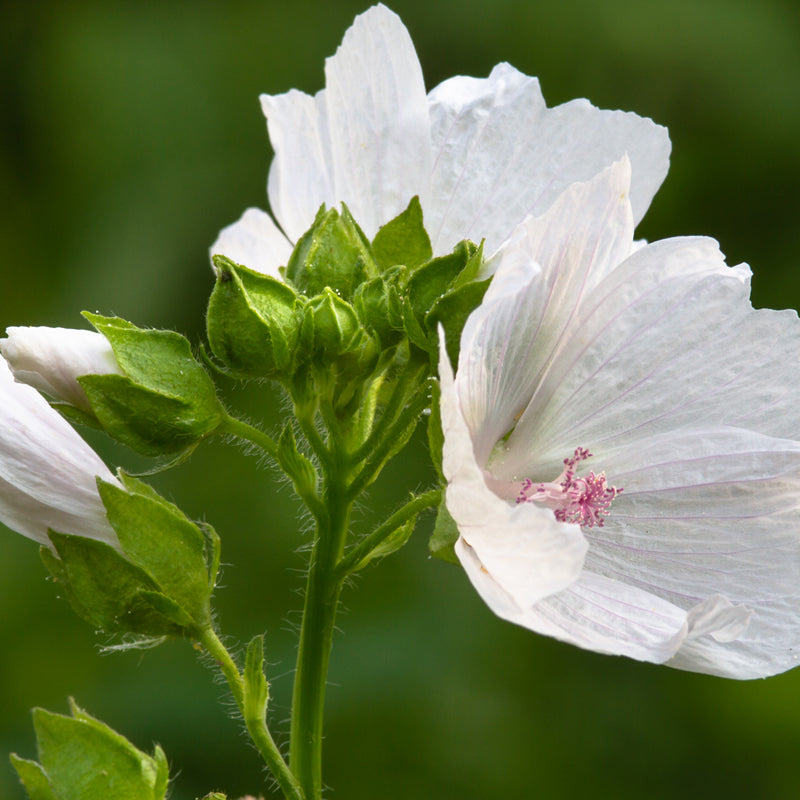 White musk