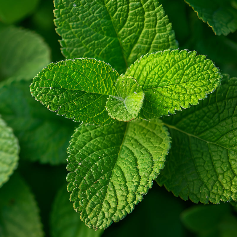 Clary sage