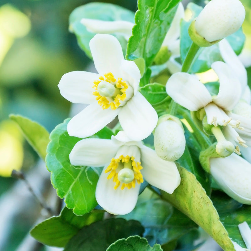 Grapefruit flower