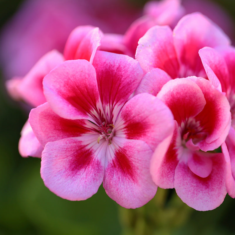 Geranium