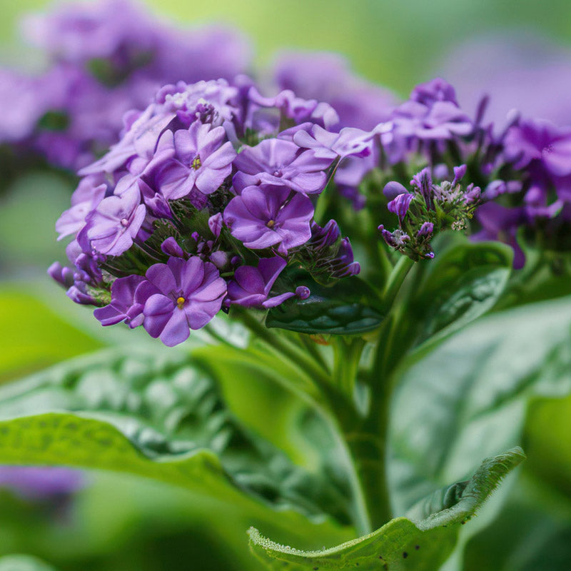Heliotrope