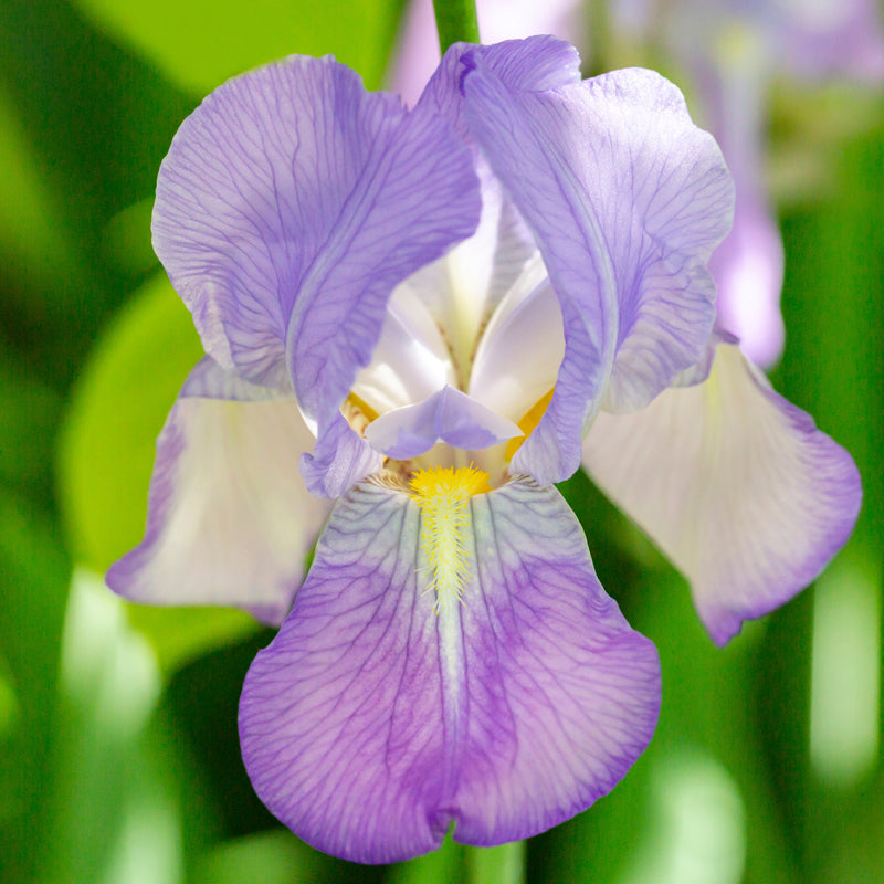 Dalmatian iris