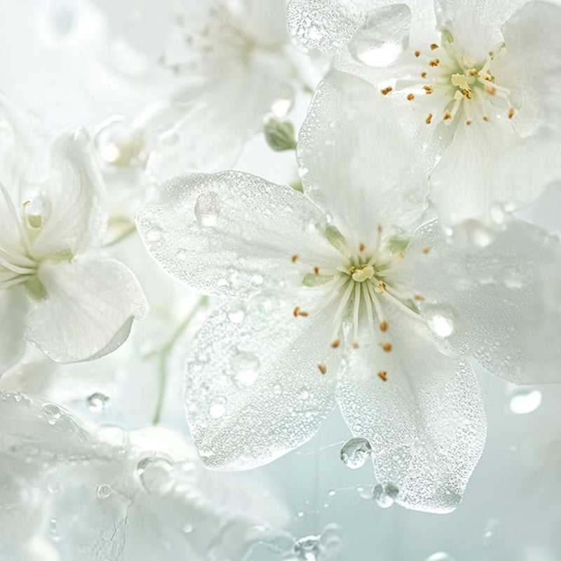 Water jasmine