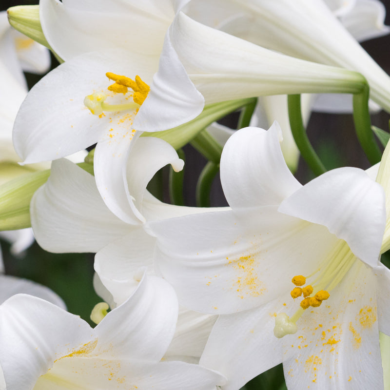 White lily