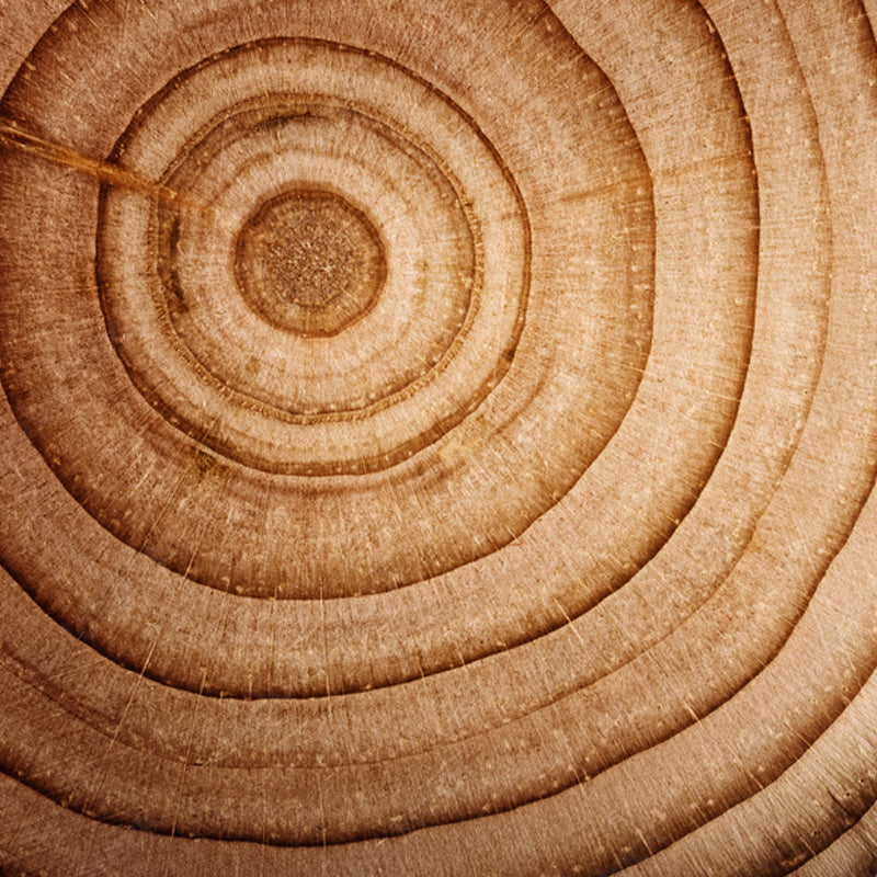 Cedar