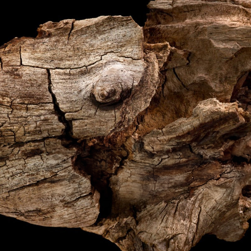 Agar wood