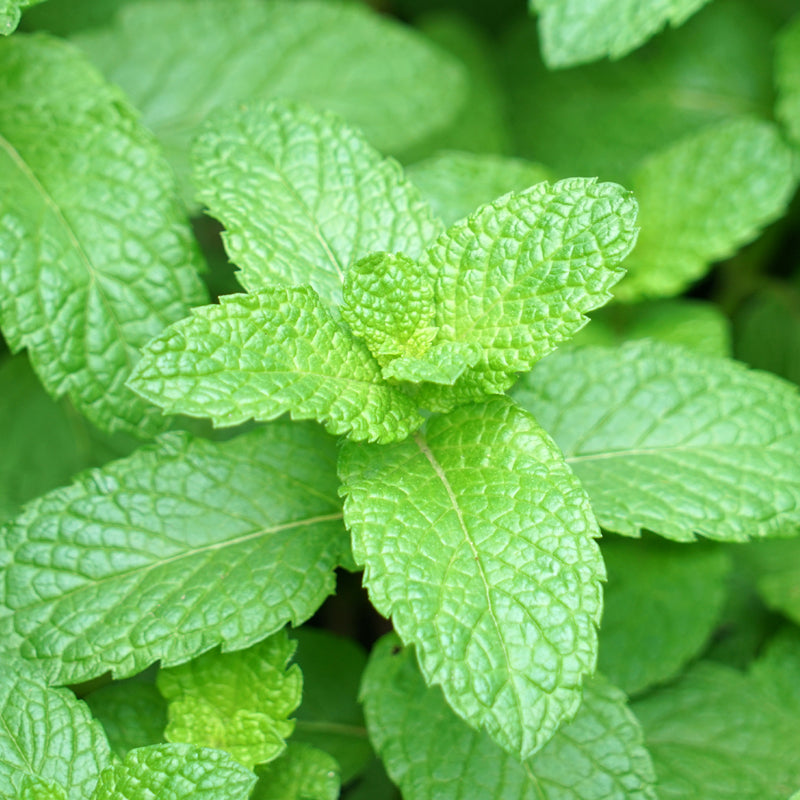 Mint