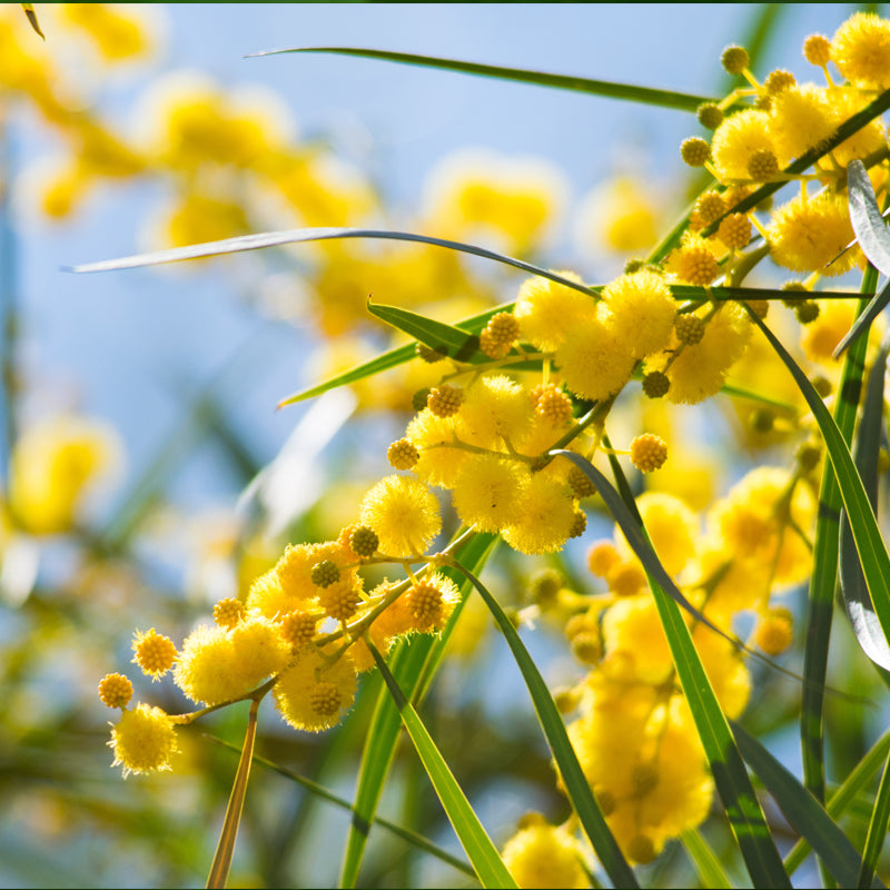 Mimosa