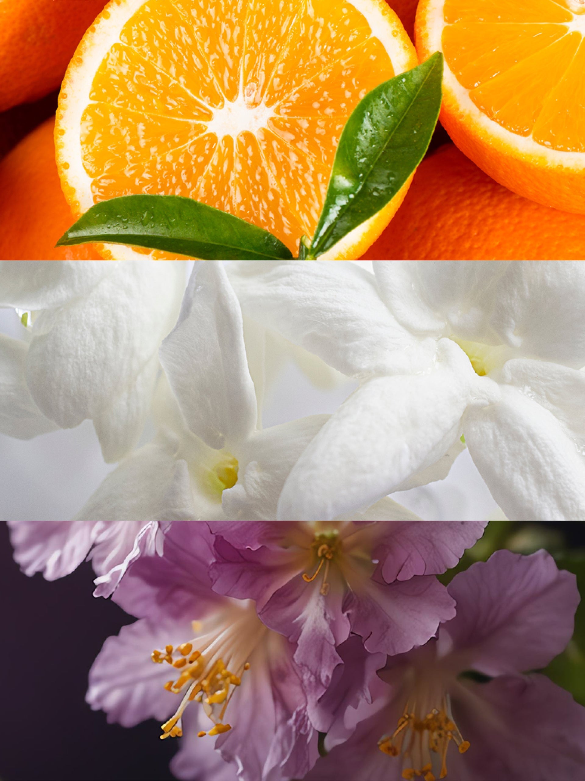Olfactory Notes. Orange, Jasmine, Patchouli
