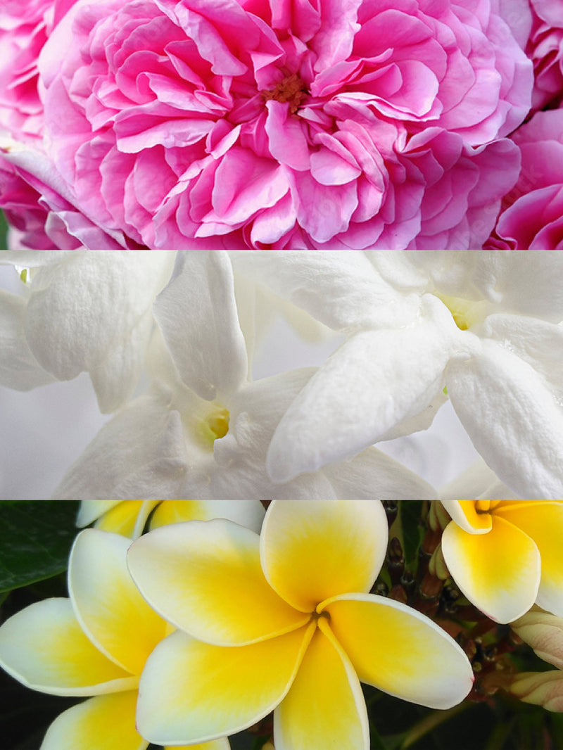 Olfactory notes