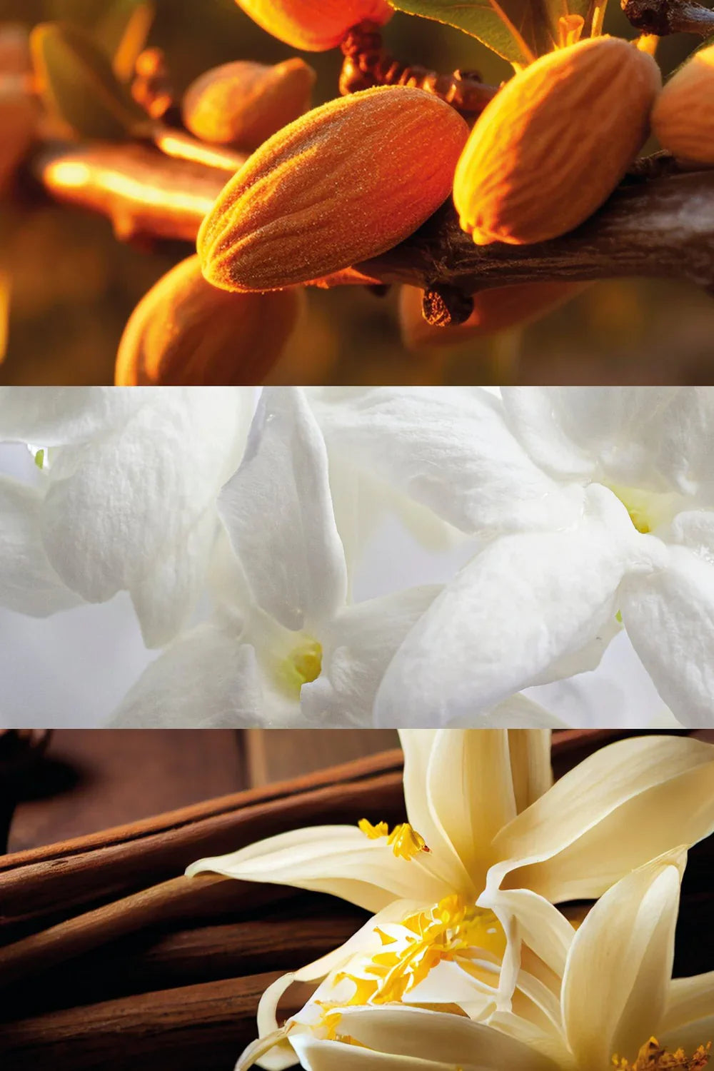 Olfactory Notes. Almonds, Sambac Jasmine, Vanilla