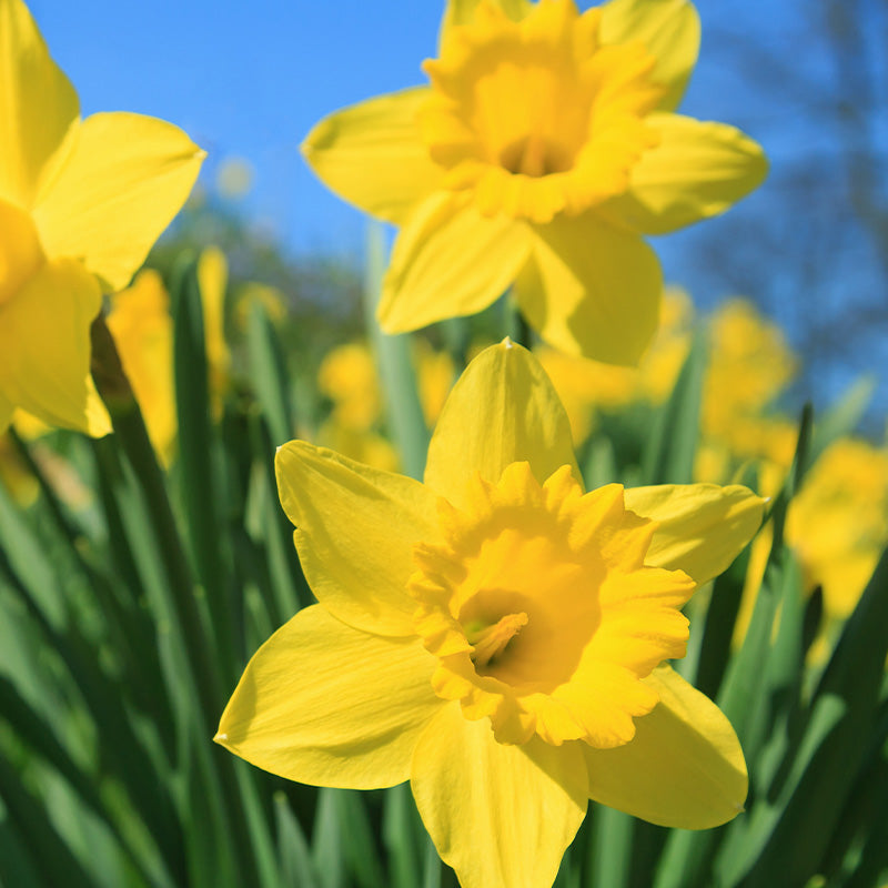 Daffodil