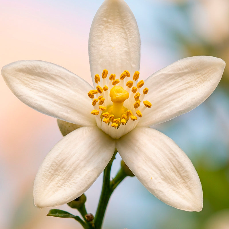 Neroli