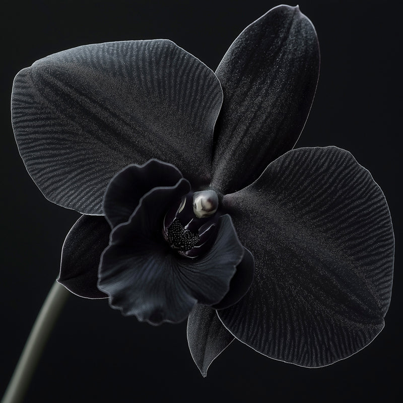 Black orchid