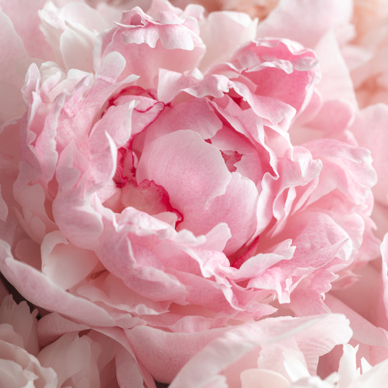 Peony