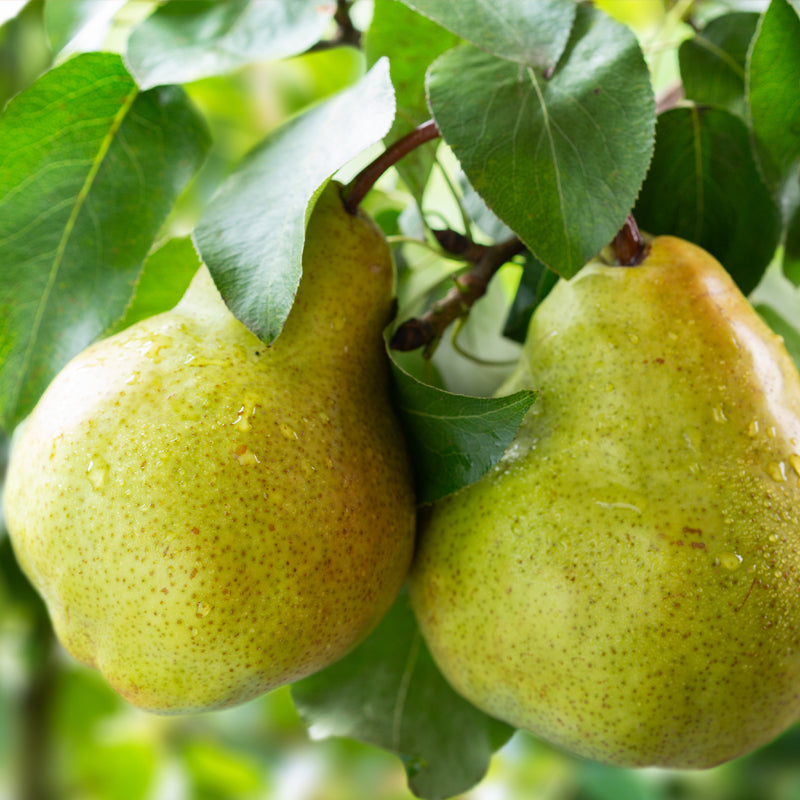 Pear