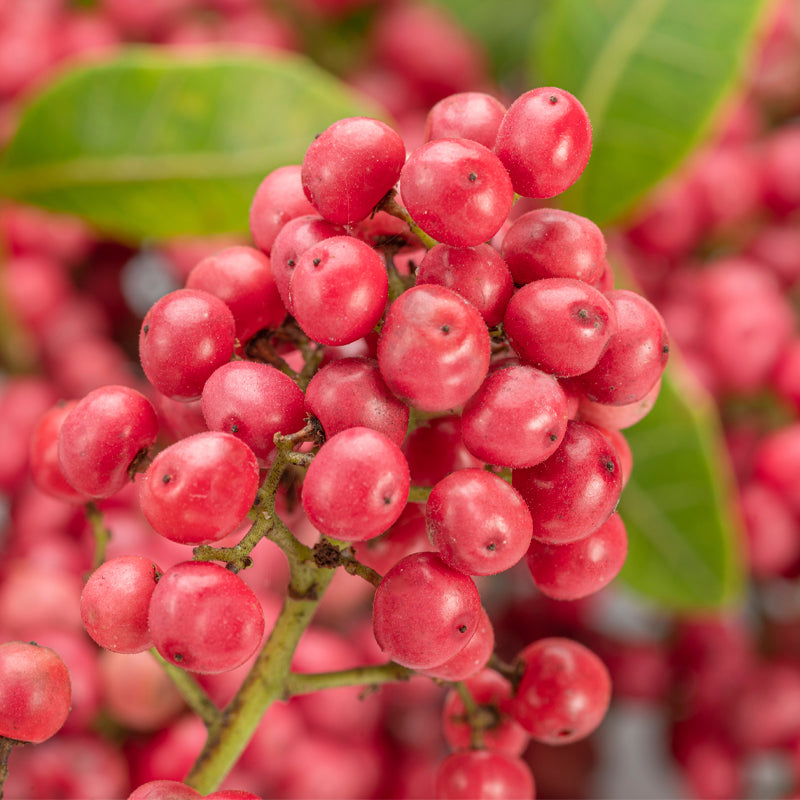 Pink Pepper