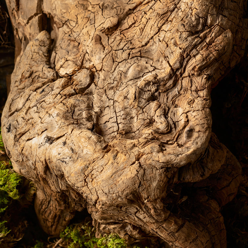 Oak absolute