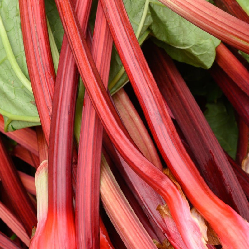 Rhubarb