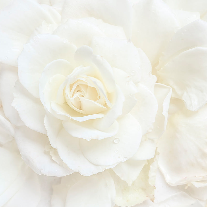 White rose