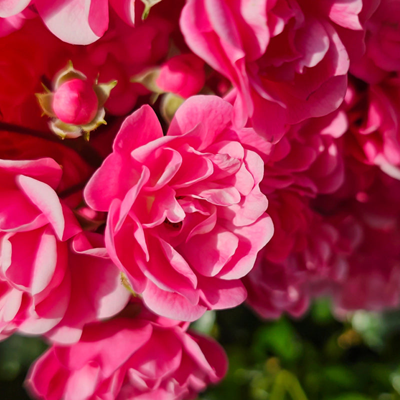 Damascan rose