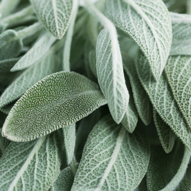 Sage