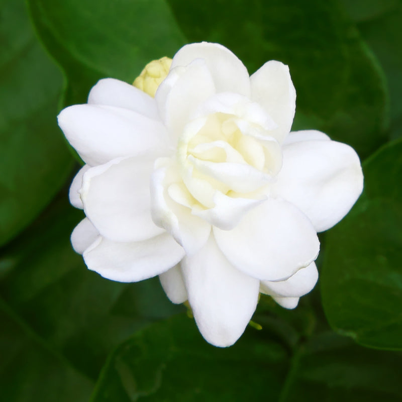 Arabian Jasmine