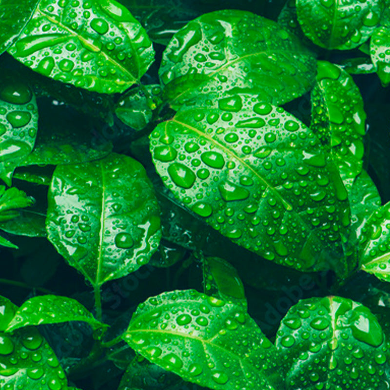 Green tea