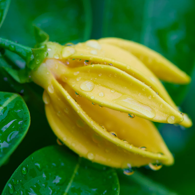 Ylang ylang