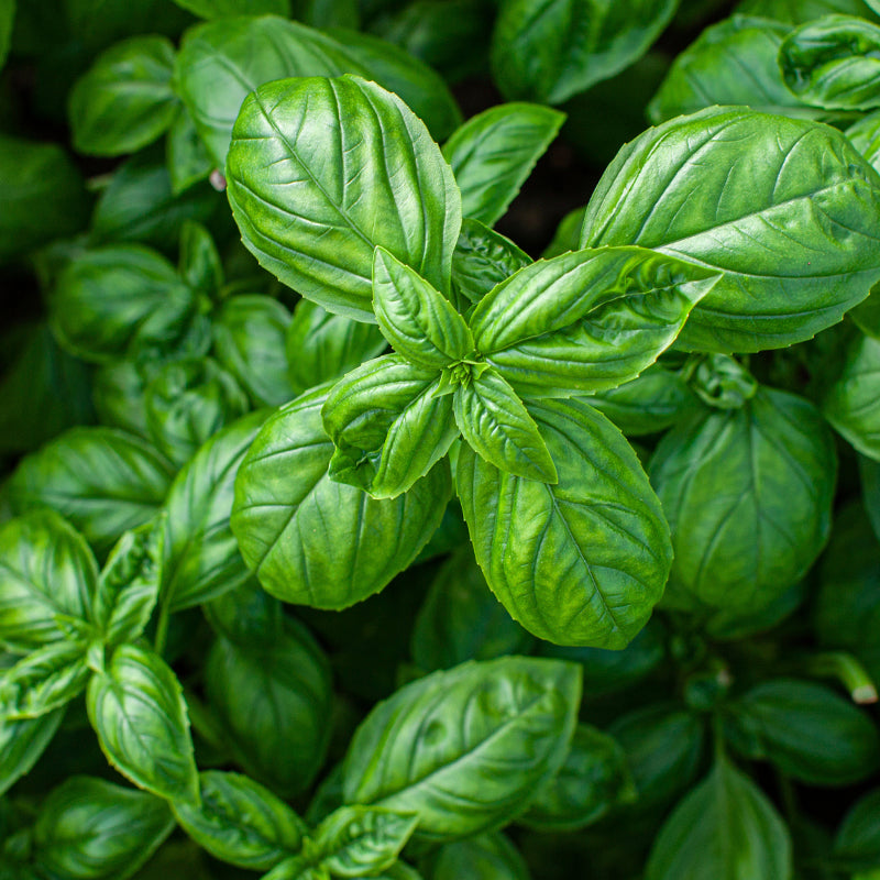 Basil