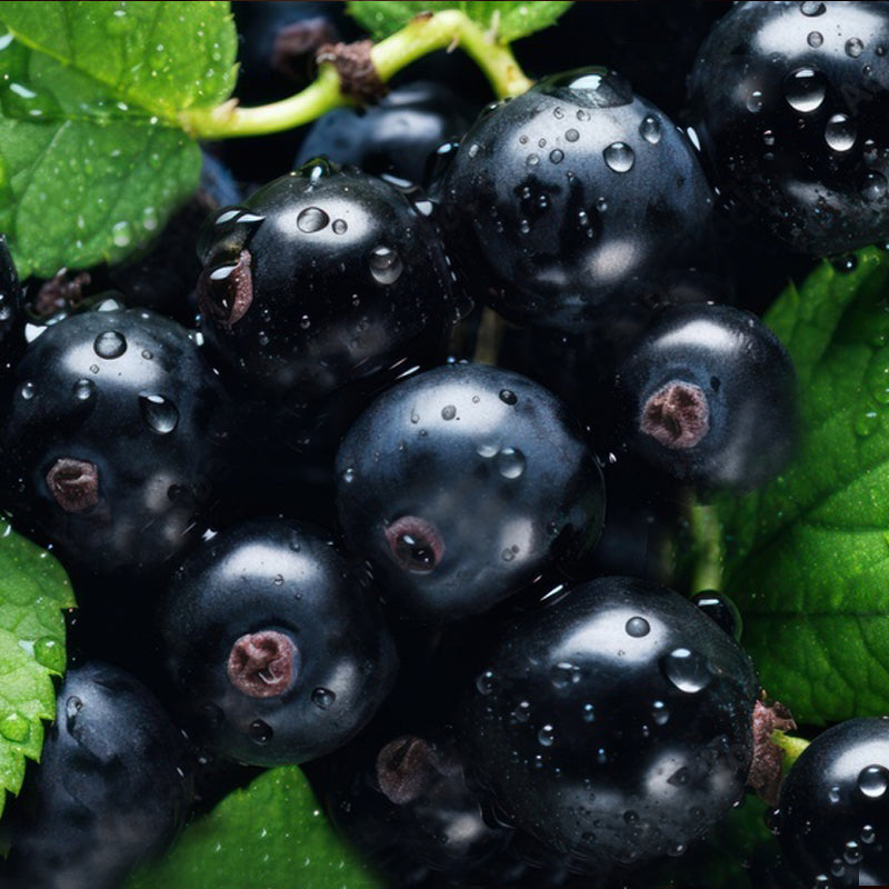 Blackcurrant
