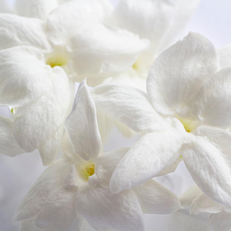 Jasmine 
