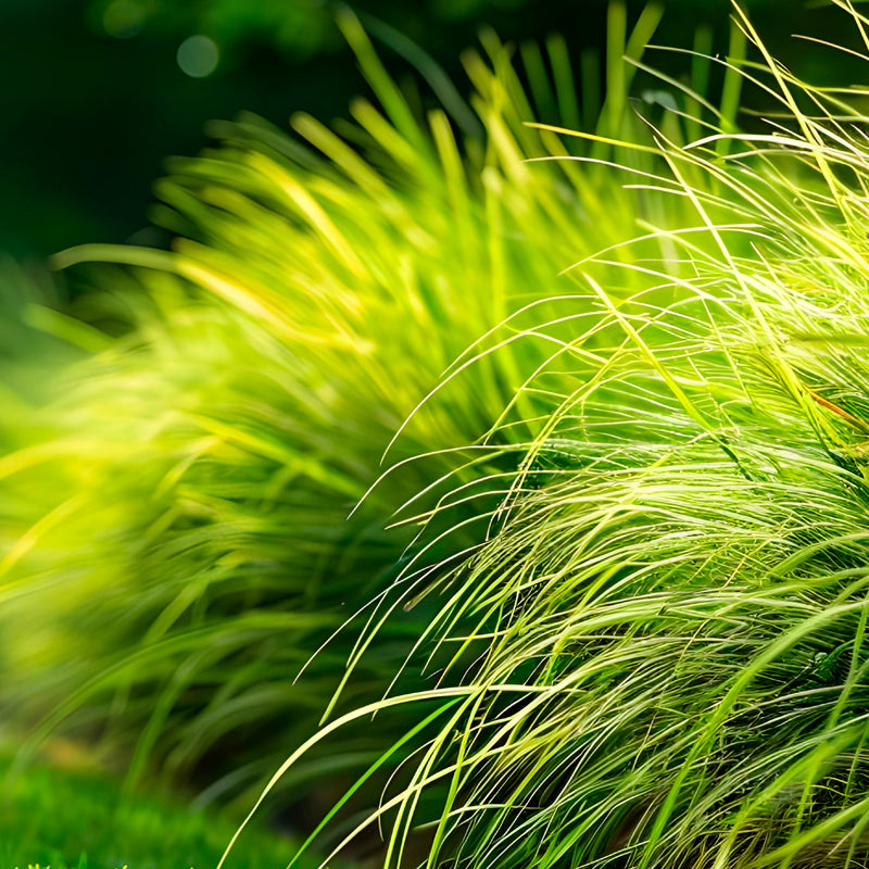 Haitian vetiver